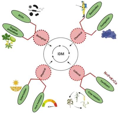 Ralstonia solanacearum – A soil borne hidden enemy of plants: Research development in management strategies, their action mechanism and challenges